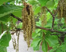 ??馛1??鱛|i凹?G7鄟?226竎'詝e?栎?蚩6犲|睻巅的简单介绍-爱游戏体育